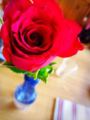 My beautiful rose from HWTHB!!! :)