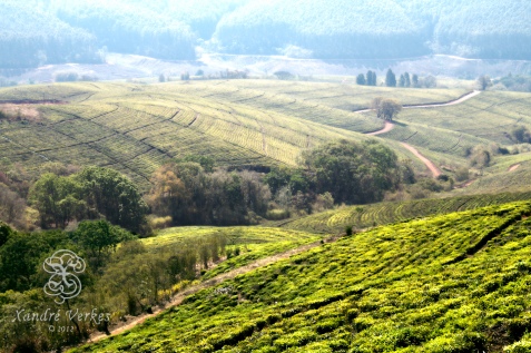 Pekoe Tea Plantation (Magoebaskloof, South Africa)